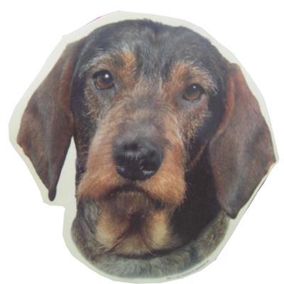 Double Sided Dog Decal Wirehaired Dachsund Double Sided Dog Decal Wirehaired Dachsund