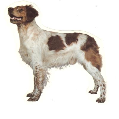 Double Sided Dog Decal Brittany Double Sided Dog Decal Brittany