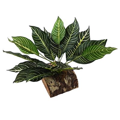 Tropical Terrace Large Zebra Leaf Terrarium Plant Click for larger image