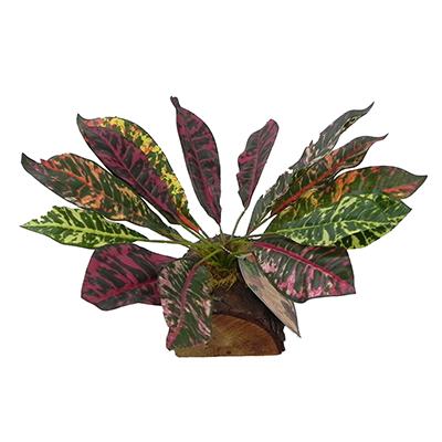 Tropical Terrace Large Croton Terrarium Plant Click for larger image