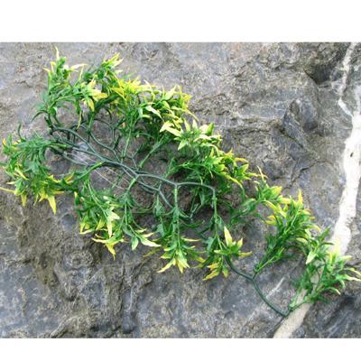 Exo Terra Croton Terrarium Plant Medium Click for larger image Exo Terra Croton Terrarium Plant Medium Click for larger image