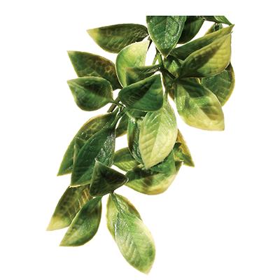 Exo Terra Mandarin MediumTerrarium Plant Click for larger image Exo Terra Mandarin MediumTerrarium Plant Click for larger image