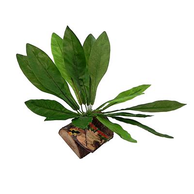 Tropical Terrace Birds Nest Terrarium Plant Click for larger image Tropical Terrace Birds Nest Terrarium Plant Click for larger image