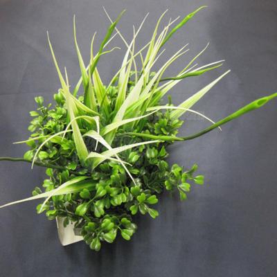 Fluval Chi Boxwood Tall Grass Aquarium Plant Fluval Chi Boxwood Tall Grass Aquarium Plant