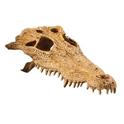Exo Terra Crocodile Skull Terrarium Ornament Click for larger image Exo Terra Crocodile Skull Terrarium Ornament Click for larger image