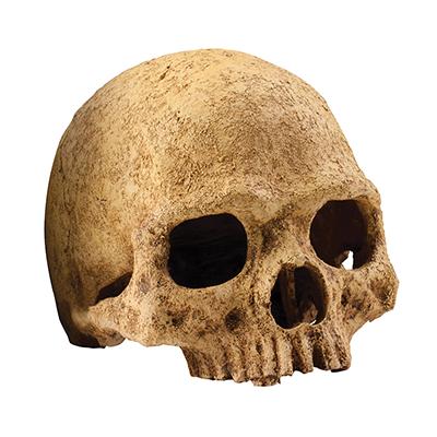 Exo Terra Primate Skull Terrarium Ornament Exo Terra Primate Skull Terrarium Ornament