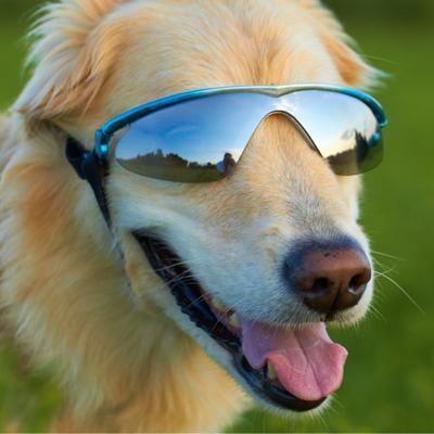 K9 Optix Large Blue Protective Eyeware for Dogs Click for larger image K9 Optix Large Blue Protective Eyeware for Dogs Click for larger image