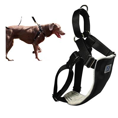 martingale dog harness