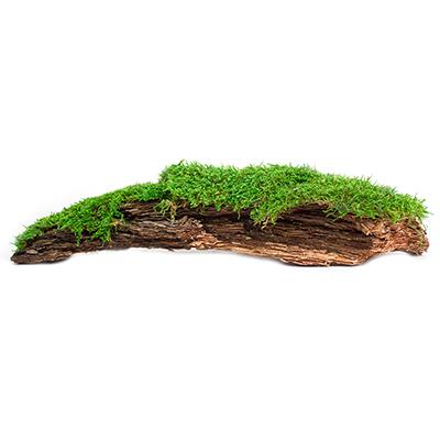 Galapagos Mossy Bark Natural Terrarium Decoration Click for larger image Galapagos Mossy Bark Natural Terrarium Decoration Click for larger image