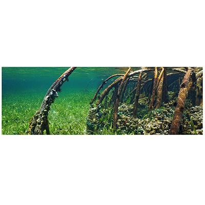 Galapagos Mangrove Cling Aquarium Background 10 Gallon Galapagos Mangrove Cling Aquarium Background 10 Gallon