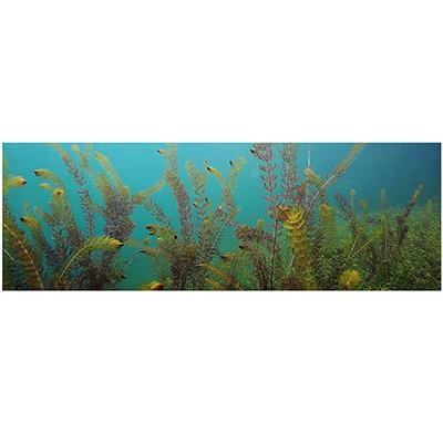 Galapagos Aquatic Plants Cling Aquarium Background 10 Gallon Click for larger image Galapagos Aquatic Plants Cling Aquarium Background 10 Gallon Click for larger image