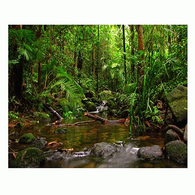 Jungle Aquarium Terrarium Vinyl Background 36x18 Jungle Aquarium Terrarium Vinyl Background 36x18