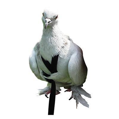 Aviator Bird Harness Large Black Click for larger image