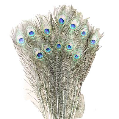 Natural Peacock Feather Cat Toy 12 pack Click for larger image