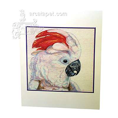 Note Card Moluccan Cockatoo Note Card Moluccan Cockatoo