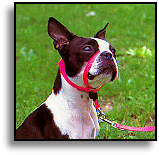 Boston Terrier