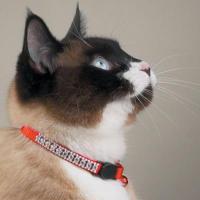 Cat Collars