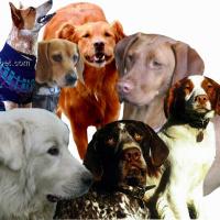 Dog Items by Breed