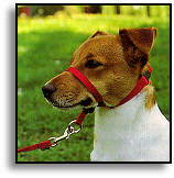 Jack Russell