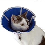 Trimline Soft Elizabethan Collar 4 inch