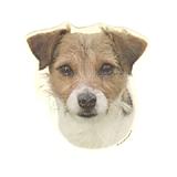 Double Sided Dog Decal Jack Russell Terrier