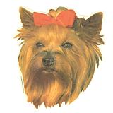 Double Sided Dog Decal Yorkshire Terrier