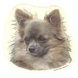 Double Sided Dog Decal Chihuahua Long Haired