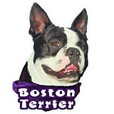 6-inch Vinyl Dog Decal Boston Terrier Picture