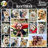 Arf Art Dog Sticker Pack Silky Terrier