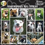 Arf Art Dog Sticker Pack Staffordshire Terrier