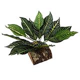 Tropical Terrace Large Zebra Leaf Terrarium Plant