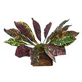 Tropical Terrace Large Croton Terrarium Plant