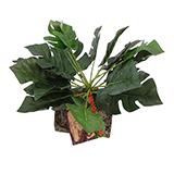 Tropical Terrace Large Split Leaf Philodendron