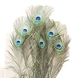 Natural Peacock Feather Cat Toy 6 pack