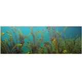 Galapagos Aquatic Plants Cling Aquarium Background 10 Gallon