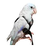 The aviator bird deals harness and