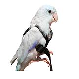 Aviator Bird Harness Mini Black