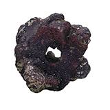 Life Rock for Terrariums and Aquariums 1lb