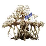 Dragonwood 12-inch