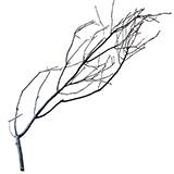 Manzanita Branch 36-inch
