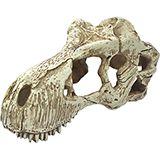 Komodo T-Rex Skull Terrarium and Aquarium Decoration