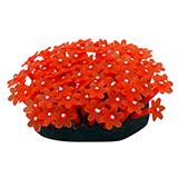 Ornament Red Goniopora 3-inch