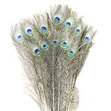 Natural Peacock Feather Cat Toy 12 pack