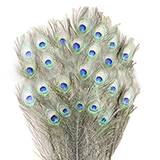 Natural Peacock Feather Cat Toy 24 pack