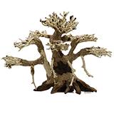 Dragonwood 6-inch