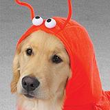 Casual Canine Lobster Paws Small Dog Costume
