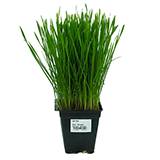 Pet Grass Local Grown