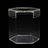 Tarantula Cribs Hexagon 5-inch