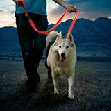 NightDog Rechargeable Red LED Lighted Leash