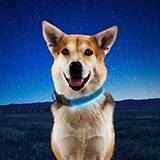 NightDog Rechargeable Blue LED Lighted Dog Collar Medium